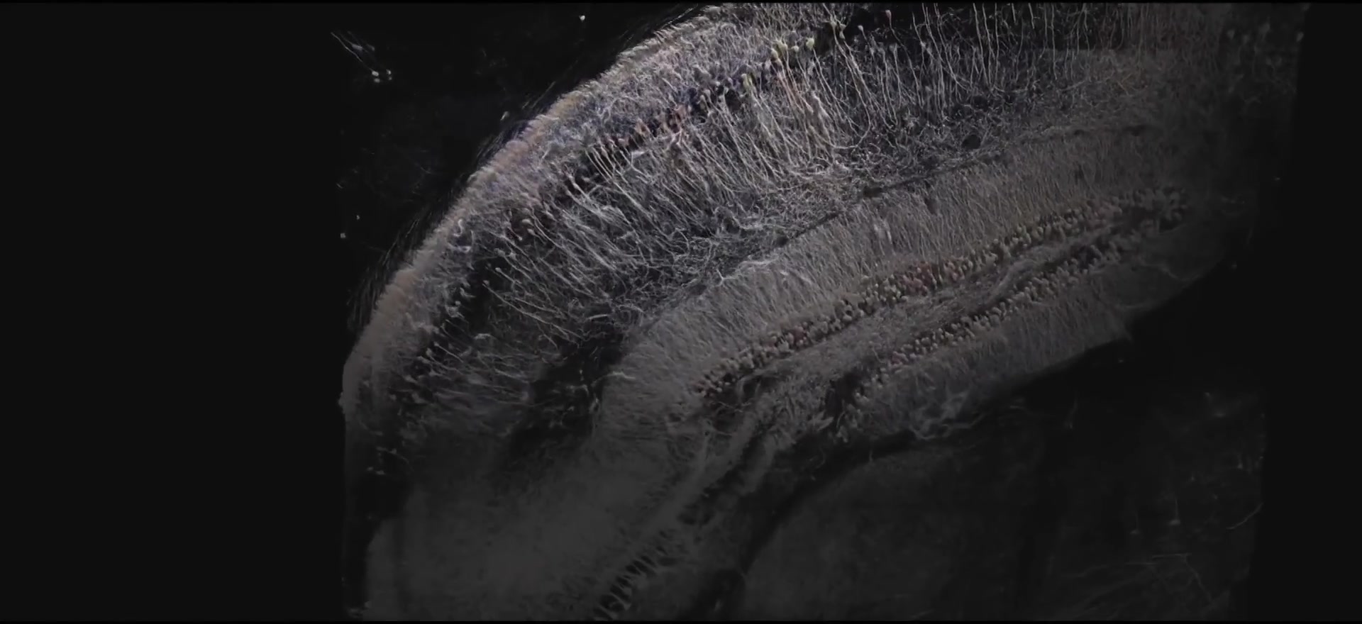 Neurons processing and transmitting information